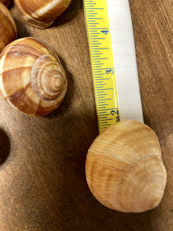Cavair Escargot Snails Shells Empty Giant Shells 30 XL Escargot French Shells gallery