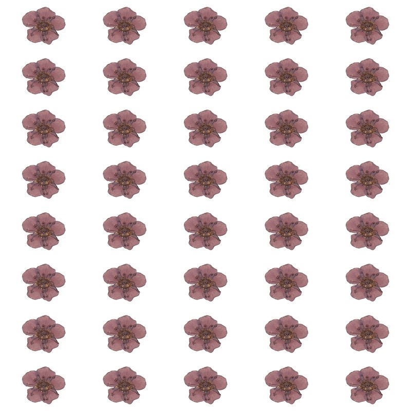 40pcs Dried Pressed Flowers, Daffodil Flowers for Nail Art, Purple Grape
