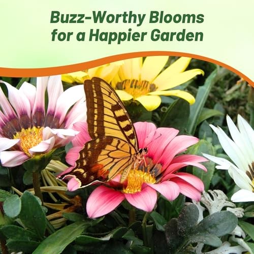 New Day Mixed Gazania Seeds for Planting – 50 Pcs Perennial, Low 50 Seeds gallery