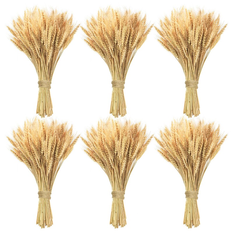 Phliofd 600 Natural Dried Wheat Stalks 18″ Wheat Grass for Wedding Decor