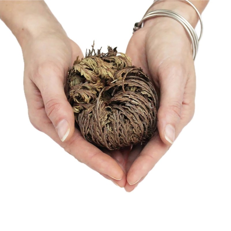 5 Pack Big 3.5" Rose of Jericho Resurrection Plants, Flor de Jerico Yellow gallery