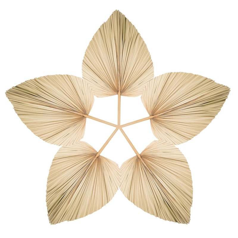 Chenkaiyang 5 Pcs Large Natural Boho Dried Palm Leaves Fans Stem Natural
