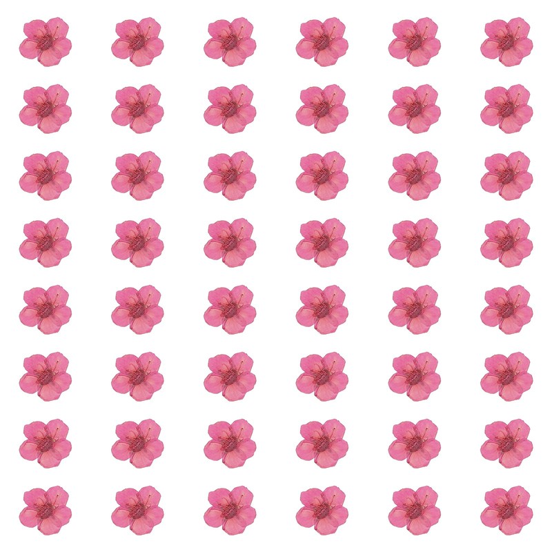 100Pcs Dried Pressed Flowers, Narcissus Flowers for Nail Art, Rose Red