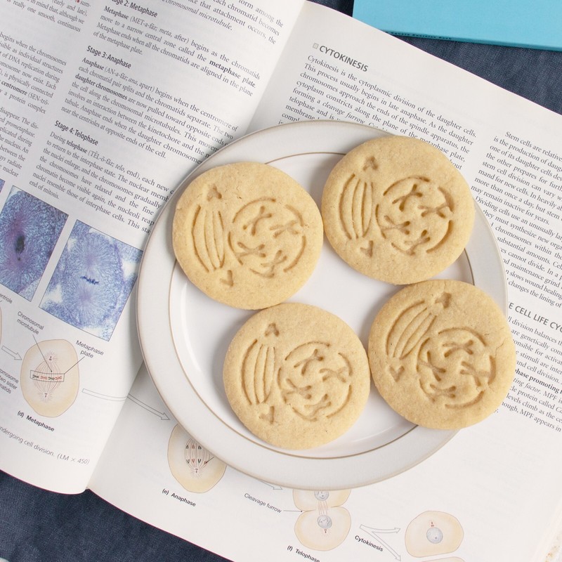 Prophase Mitosis Cookie Cutter - mitotic microbiology laboratory science cell gallery
