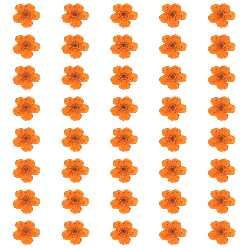 40pcs Dried Pressed Flowers, Naffodil Flowers for Nail Art, Orange