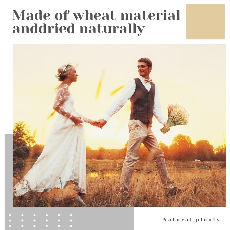 Geosar 1600 Stems Dried Wheat Stalks For Decor Natural Wheat Grass Sheaves gallery