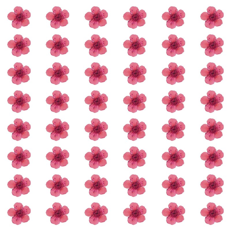 100Pcs Dried Pressed Flowers, Narcissus Flowers for Nail Art, Pink