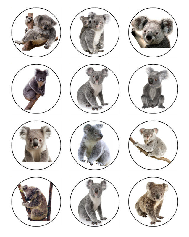 Koala Bear Edible Cupcake Toppers Wafer Australian Animal Decorations (2 Sizes) gallery