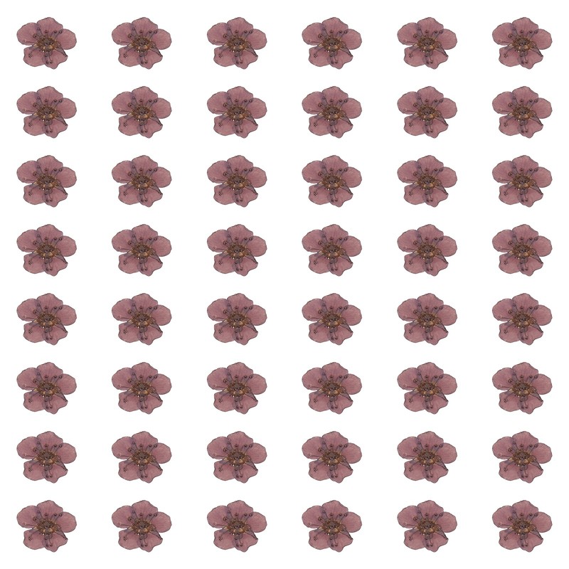 100Pc Dried Pressed Flowers, for Daffodil for Nail Art, Purple Grape