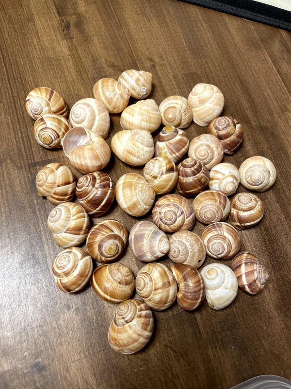 Cavair Escargot Snails Shells Empty Giant Shells 30 XL Escargot French Shells gallery