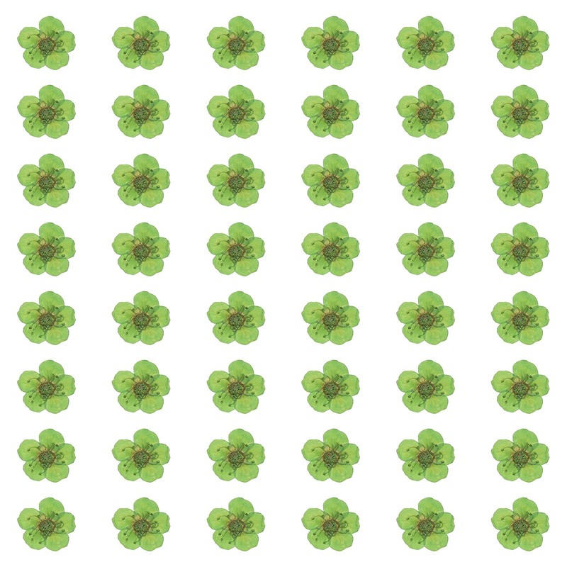 100pcs Dried Pressed Flowers, Narcissus for Nail Art, Green