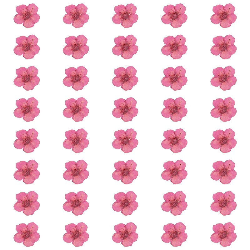 40Pcs Dried Pressed Flowers Narcissus Flowers for Nail Art Rose Red