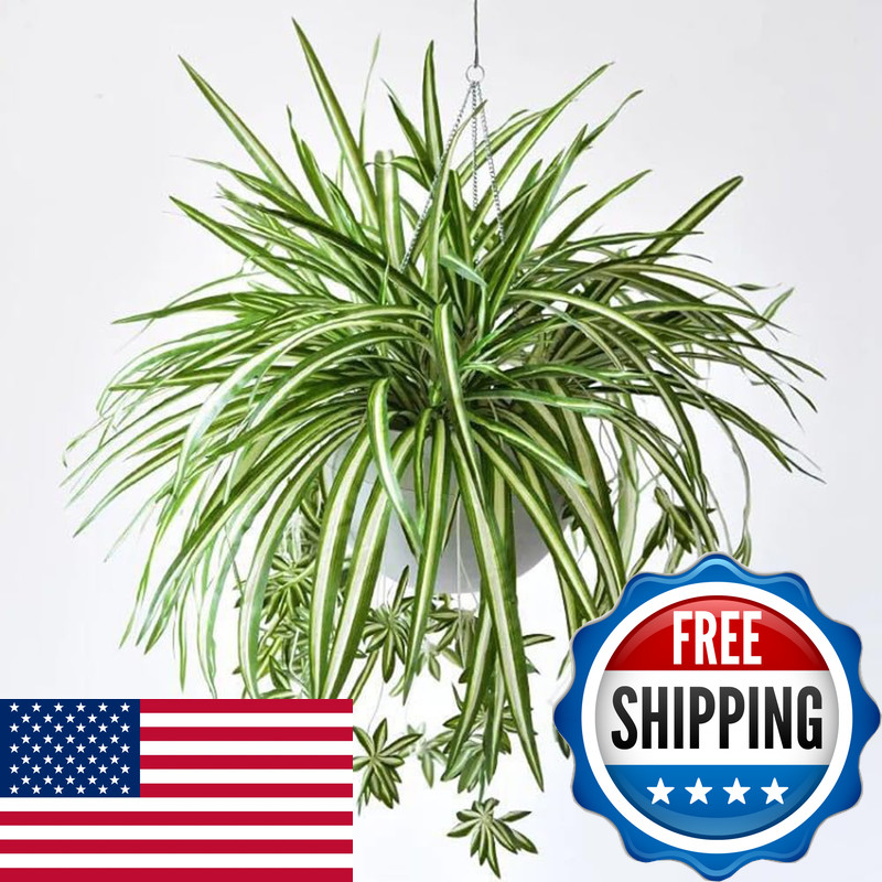 Shirfloral 5 Packs Artificial Spider Plant Silk Faux Chlorophytum Comosum Fake