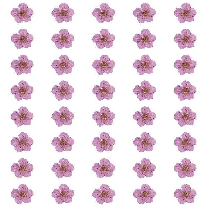 40Pcs Dried Pressed Flowers Narcissus Flowers for Nail Art Purple]