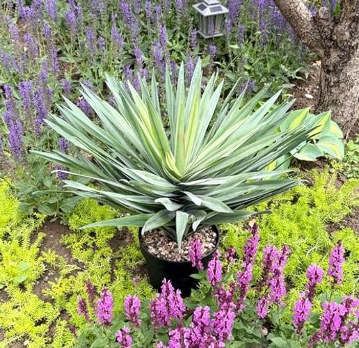 27 Inches Tall Artificial Agave Plant in Black Pot with Real Stone Pebbles, gallery