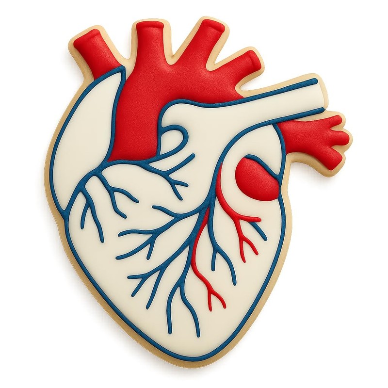 Anatomical Human Heart Cookie Cutter & Stamp 4x3.48" for Baking & Fondant Clay gallery