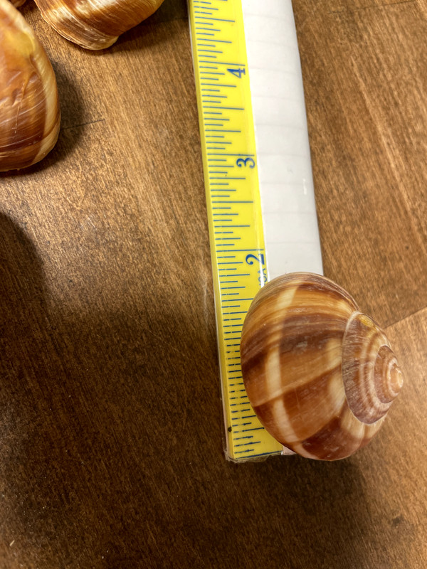 Cavair Escargot Snails Shells Empty Giant Shells 30 XL Escargot French Shells gallery