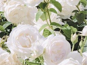 Flower Garland. Lights, White Floral Garland Fake Flowers for Home Wedding gallery