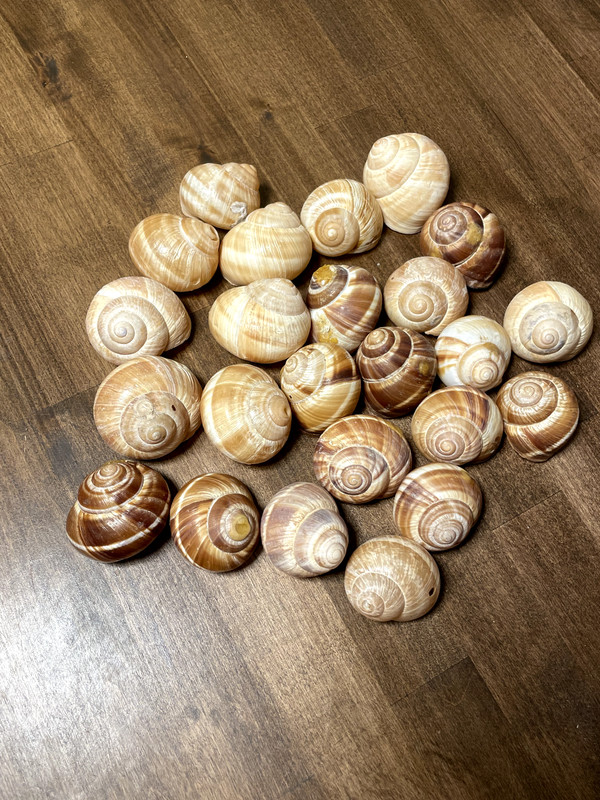 Cavair Escargot Snails Shells Empty Giant Shells 30 XL Escargot French Shells gallery