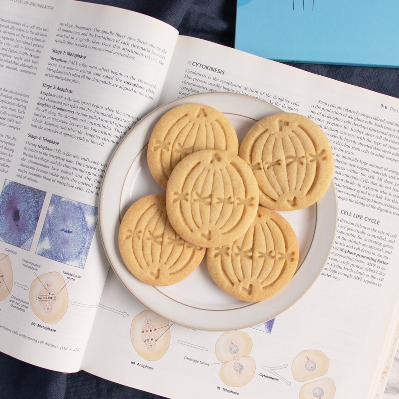 Metaphase Mitosis Cookie Cutter - mitotic microbiology laboratory science cell gallery