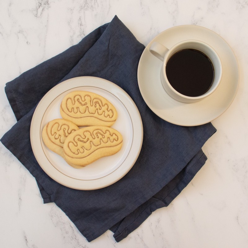 Mitochondria Cookie Cutter - microbiology powerhouse cell cycle science medicine gallery