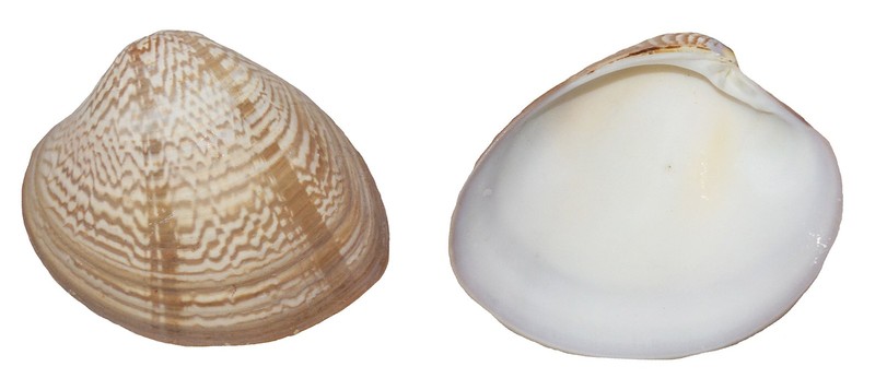 U.S. Shell, Inc. 05193 Striped Chocolate Clam